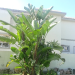 Dunes Estate Okatana Street townhouse property photo